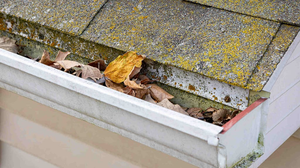 gutter with mold and leaves